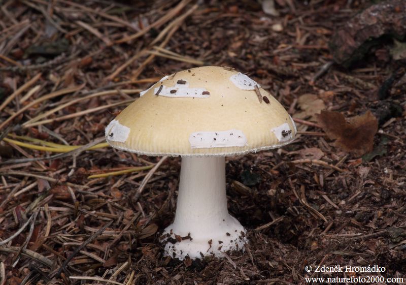 Jewelled Amanita, Amanita gemmata (Mushrooms, Fungi)